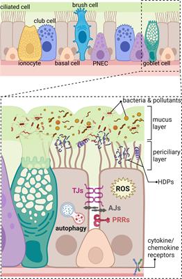 Modulation of innate immunity in airway epithelium for host-directed therapy